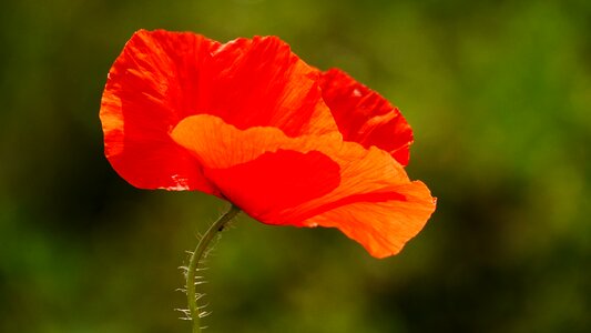 Poppy flower red