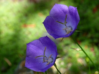 Nature close-up plant photo