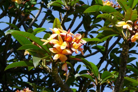 Yellow frangipani plumeria