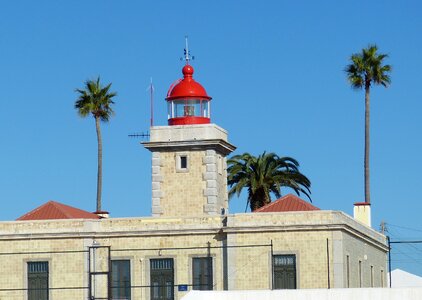 Light coast palm