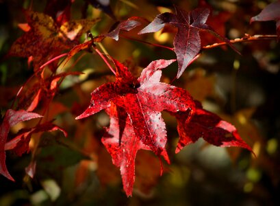 Full color autumn