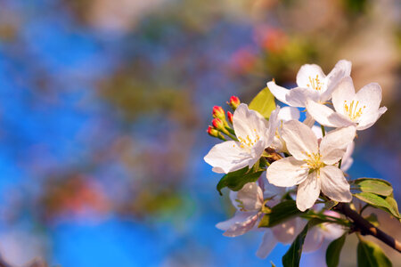 White flowers photo