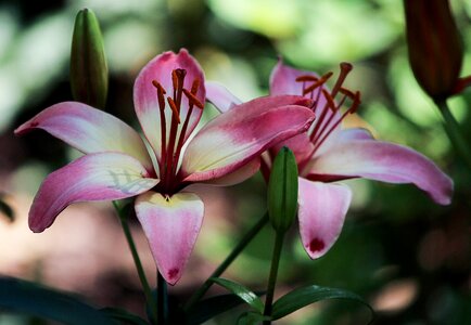 Fragrant plant floral photo