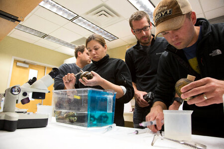 Biologists learn how to grow freshwater mussels-1