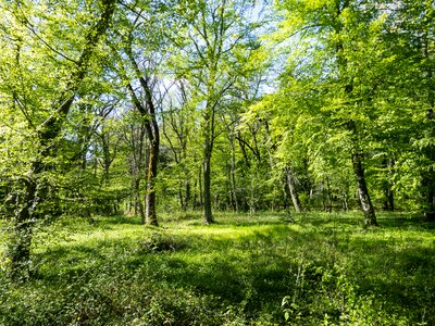 Park landscape trunk