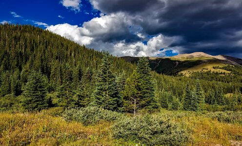 Autumn branch conifer