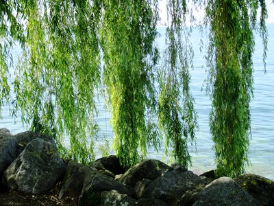 Green stones water photo