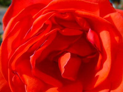 Heart pink red