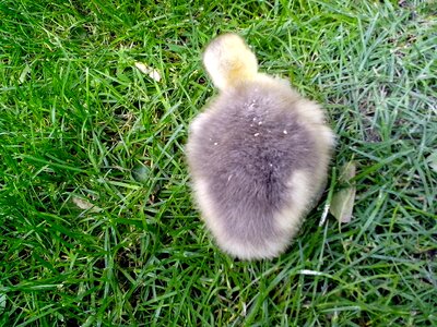 Gosling grass plants teen photo