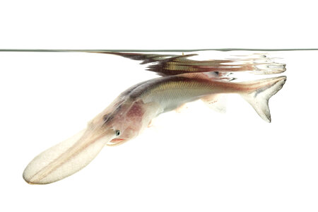 American paddlefish leucistic photo