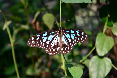 Animal arthropod blue