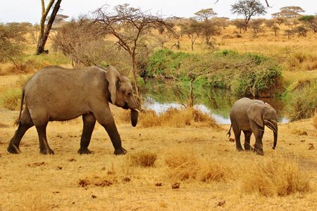 Serengeti wildlife nature
