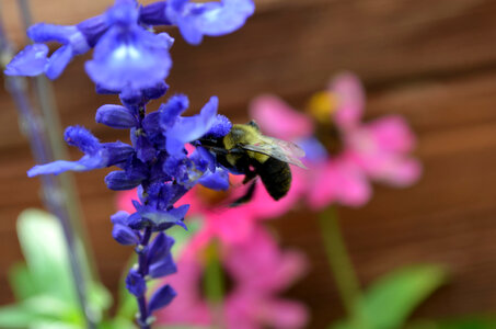 Blumble bee on flower photo