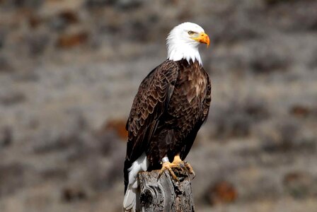 Adult bald eagle beautiful photo photo