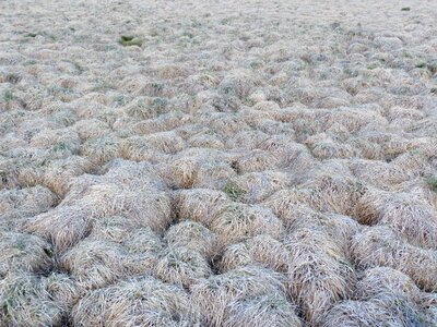 Swamp moorland nature conservation photo