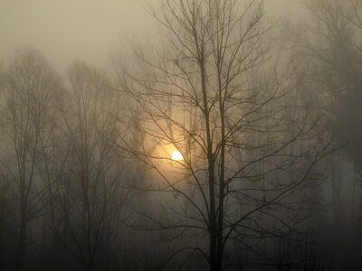 Nature dawn backlight