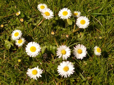Garden composites white