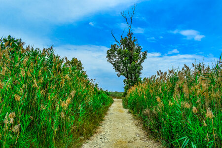 Pathway through the swamp under blue skies photo