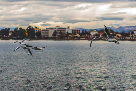 Seagulls over the water with city in the backgroound photo