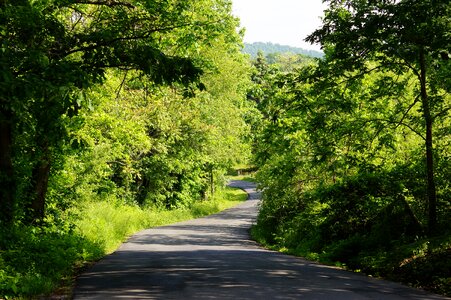 Forest Lane