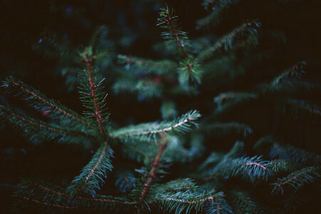 Christmasy Fir Tree Conifer photo