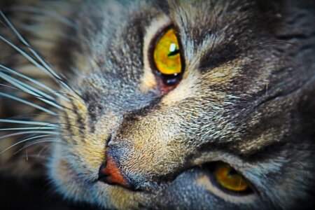 Pet domestic cat cat's eyes