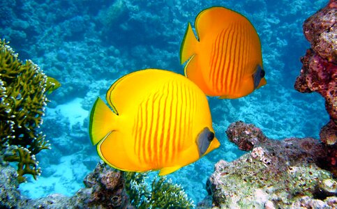 Tropical yellow diving photo