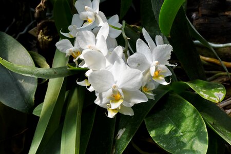 Flower Garden horticulture orchid