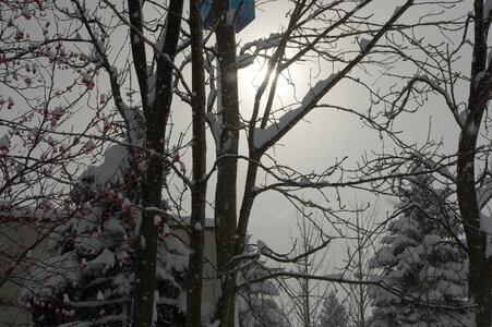 5 Snow and tree photo