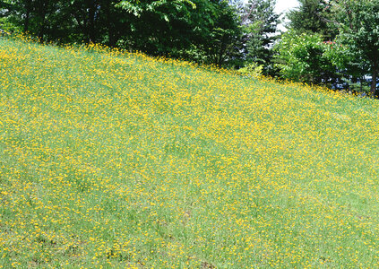 Field of Dahlberg daisy in the garden photo