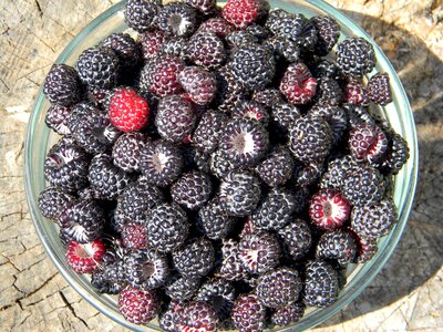 Berry black berries harvest photo