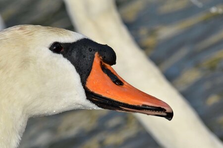 Head looking skin photo