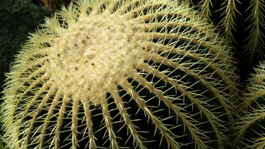 Echinocactus grusonii globose prickly photo