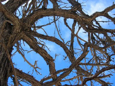 Gnarly Tree Branches photo