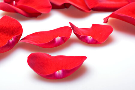rose petals