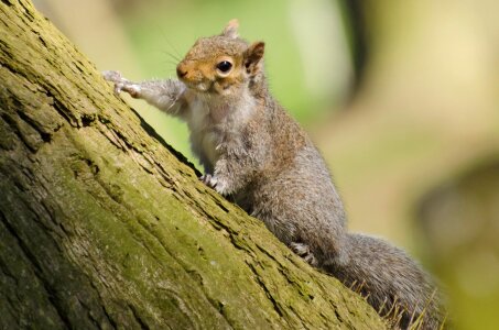 Eastern Gray Squirrel photo