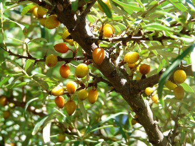 Fruits hippophae rhamnoides willow arbor