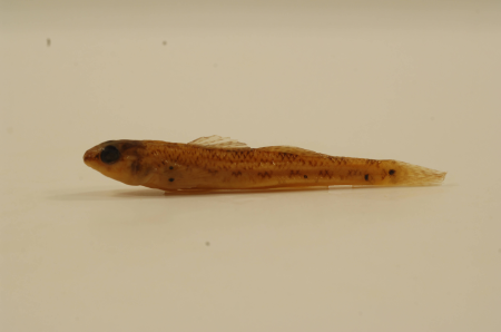 Etheostoma nigrum-1