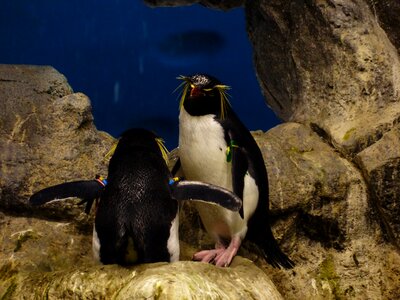 Spheniscidae crested penguin schopf