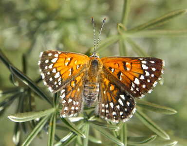 Lange's Metalmark butterfly