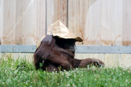 Primate funny hat photo
