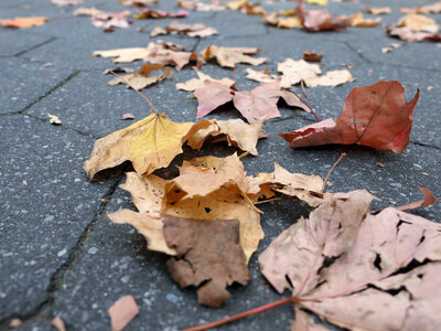 Fall Leaves on Ground photo