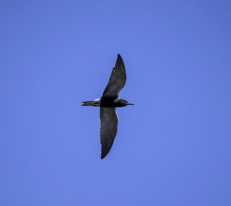 Black Tern hovering in the air photo