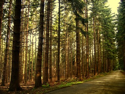 Fir forest coniferous forest conifers