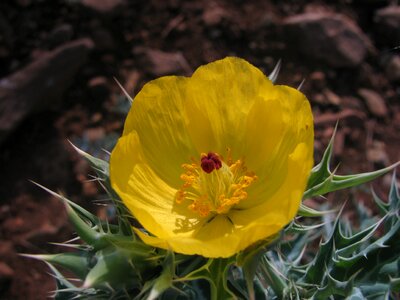 Blossom bloom petal