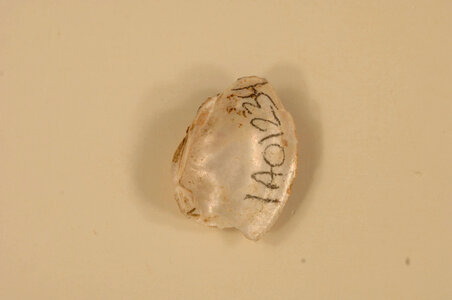 Truncilla donaciformis (inside)