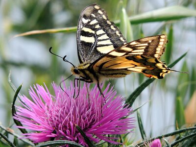 Swallowtail ali insect