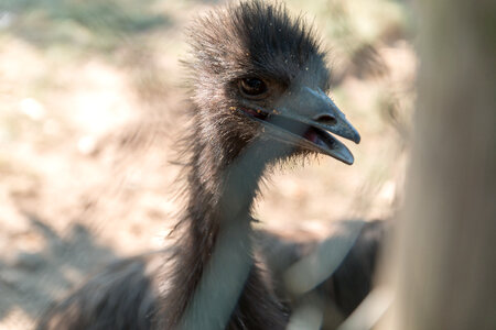 Portrait of Emu bird at the ZOO photo