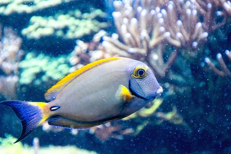 Colorful fish saltwater fish photo