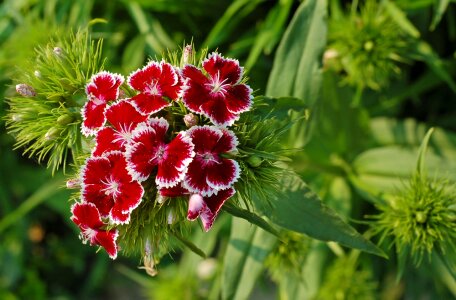 Pink crimson plant